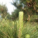 소나무병원 이미지