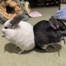 와우와우 이미지