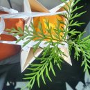 현대중공업일산문(24230) | 울산 동구 꽃집 - 깔끔하고 이쁜 화분이 있는 24시간 유*무인 꽃집! 테소로