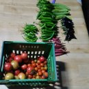 솔내음농장 이미지