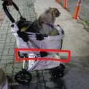 강아지 일체형 경량 유모차 리카리카 올데이 플러스 내돈내산
