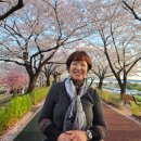꽃길을걷다 | 정병산 비음산 연계산행, 진달래꽃길을 걷다