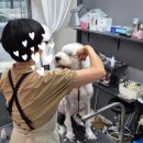 메종 드 펫 이미지