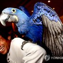 앵무새통신