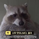 태권치킨 네이버블로그