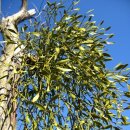 건강 약초 이미지