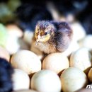 황실 토종닭 이미지