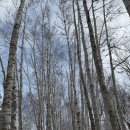 재일목장 | 겨울 삿포로 여행_#3. 비에이투어 '소소버스투어' 후기/크리스마스트리/탁신관 갤러리/자작나무숲/청의...