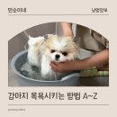 두리그루밍 | 초보 견주들을 위한 댕댕이 목욕시키기 A to Z (feat.포메)
