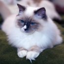 고양이샵 이미지