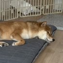 댕댕냠냠 이미지