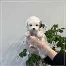 블리독수유점 고양이강아지분양 말티푸 미니비숑 포메라니안 | 부산 강아지분양 부산강아지분양 헬스독 애견입양 말티푸들포메라니안미니비숑
