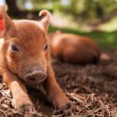 민영농장 이미지