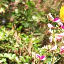 제주 올레길 19코스 이미지