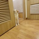 뜰안에냥 이미지