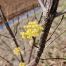 쌍학리 효열각 이미지