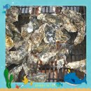 신영회 천북 굴단지 나들이 - 2018年 1月16日(충남 보령시 천북면) 이미지