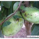 최신농장2호 이미지