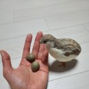 보구