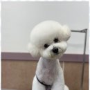 펫살롱 | 천안특수견미용 우리 집 귀염둥이 변신 시킨 아리스타펫 살롱 후기