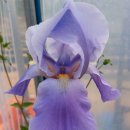 아이리스 이미지