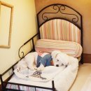 몽이네 맡겨보시개 이미지