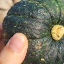 제주그밤 이미지