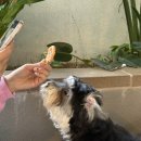 코타강쥐 이미지