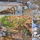 씨어터양평 | 콘솔양평펜션에서 즐기는 글램핑