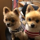 꽃길만 걷게 해줄'개' 이미지