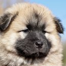 오렌지 동물병원 이미지