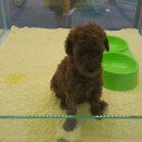 퍼피앤허니 이미지