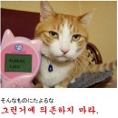 고양이 말 번역기 이미지