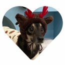 포포(For paw) 이미지