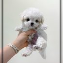 (주)지원메디칼 | 평촌강아지분양 파티비숑 입양후기