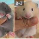 부산햄스터분양 행복햄 이미지