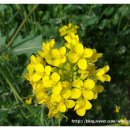 초정식당 이미지