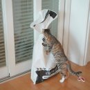 우리집 고양이 해로운 식물, 안전한 꽃 분갈이 (아베크라포렛 관엽식물 전용 상토)