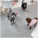 메가펫 | 부평강아지호텔 소중한 우리 강아지를 위한 최고의 선택, 메가펫애견호텔