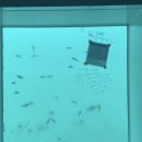 로또문어숙회 이미지