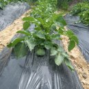 해뜬농장 이미지