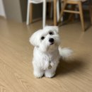 펫살롱모우 이미지