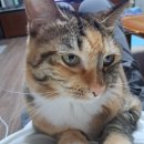 10월26일 출석부 / 여름이가 사라졌어요 이미지