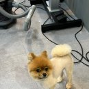 JJ 펫살롱 이미지