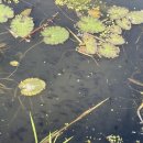 연꽃테마파크 이미지