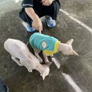 포동이농장 이미지