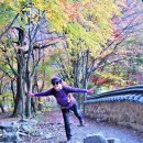 내장산 : 추령~까치봉 ~ 내장사(2019년. 11월09일. 03. 이미지