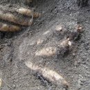 천기농장 이미지