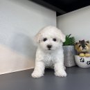 애니멀즈동물병원 | 평택미니비숑분양 반려견과 동반하는 삶