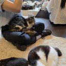 [청주 데이트] 예비부부가 함께 다녀온 '애니멀공화국' 청주고양이 입양지원센터 솔직 후기